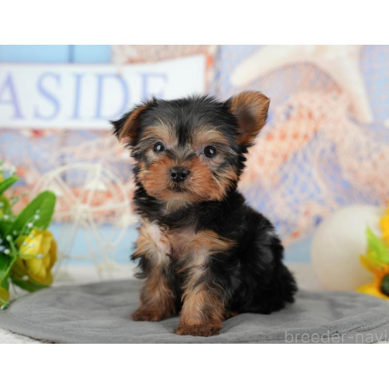 販売中の埼玉県のヨークシャーテリア-455621の11枚目