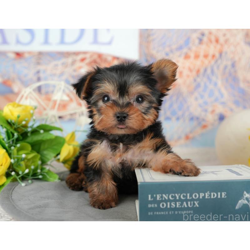 販売中の埼玉県のヨークシャーテリア-455621の9枚目