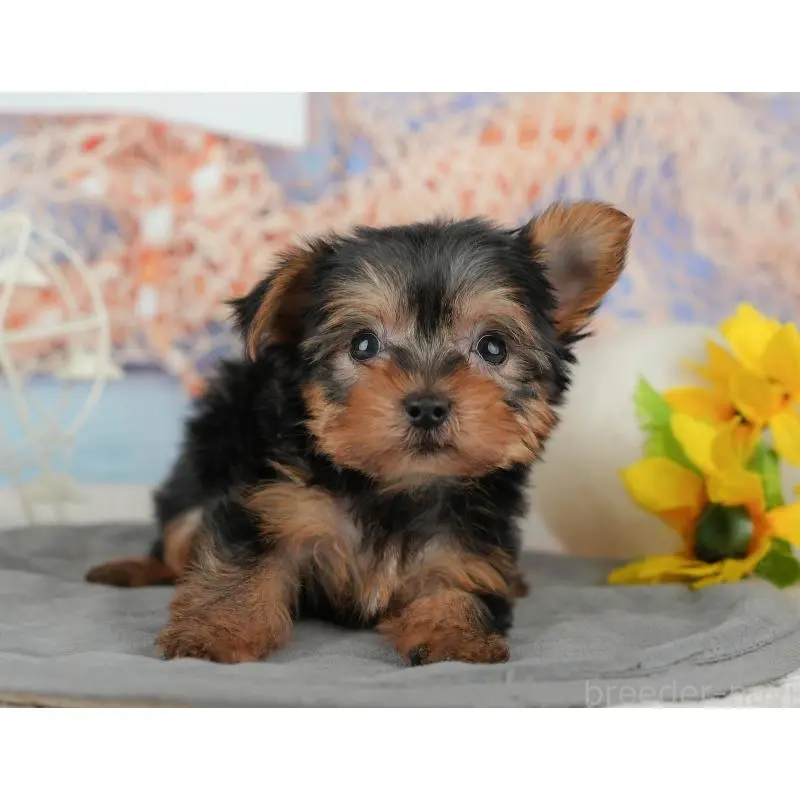 販売中の埼玉県のヨークシャーテリア-455621の8枚目