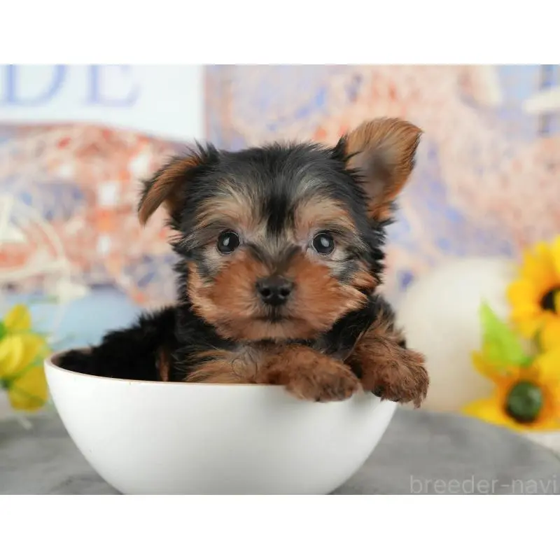 販売中の埼玉県のヨークシャーテリア-455621の6枚目