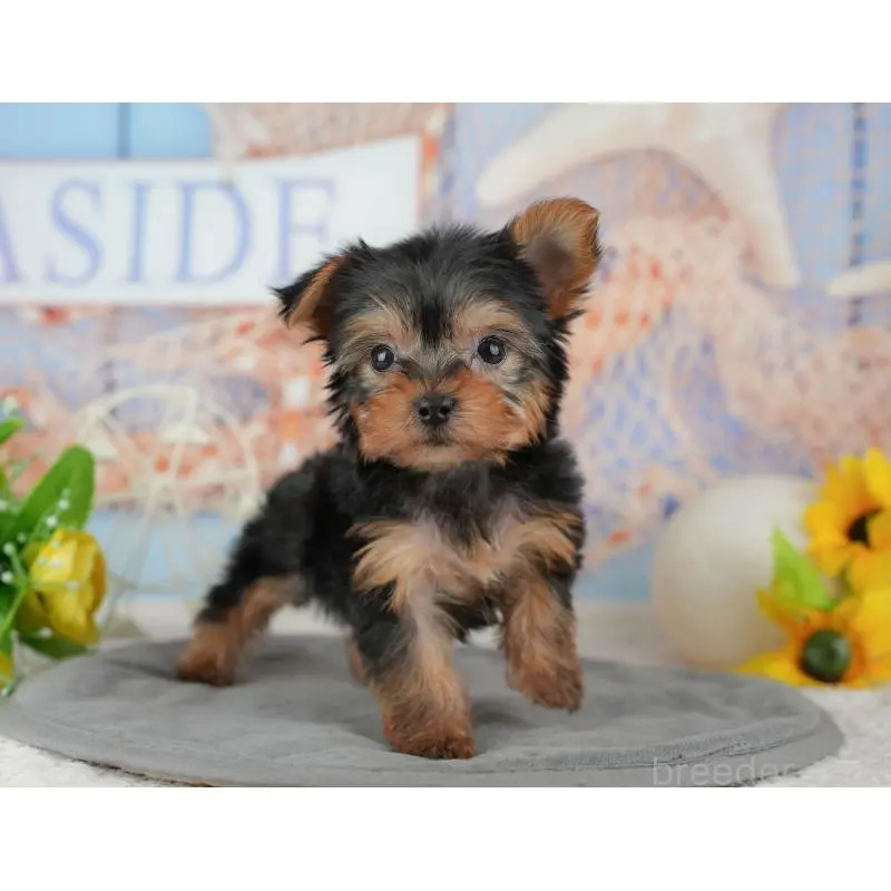 販売中の埼玉県のヨークシャーテリア-455621の5枚目