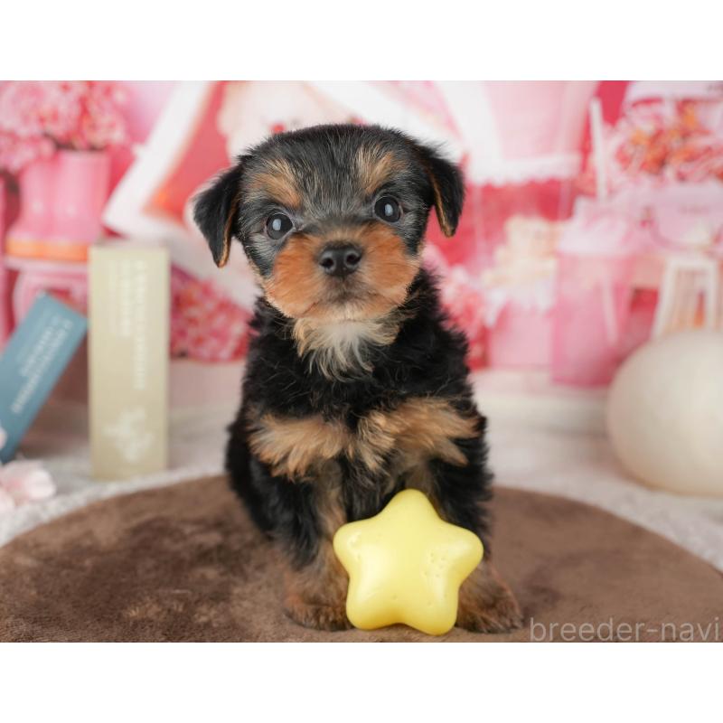 販売中の埼玉県のヨークシャーテリア-455619の12枚目