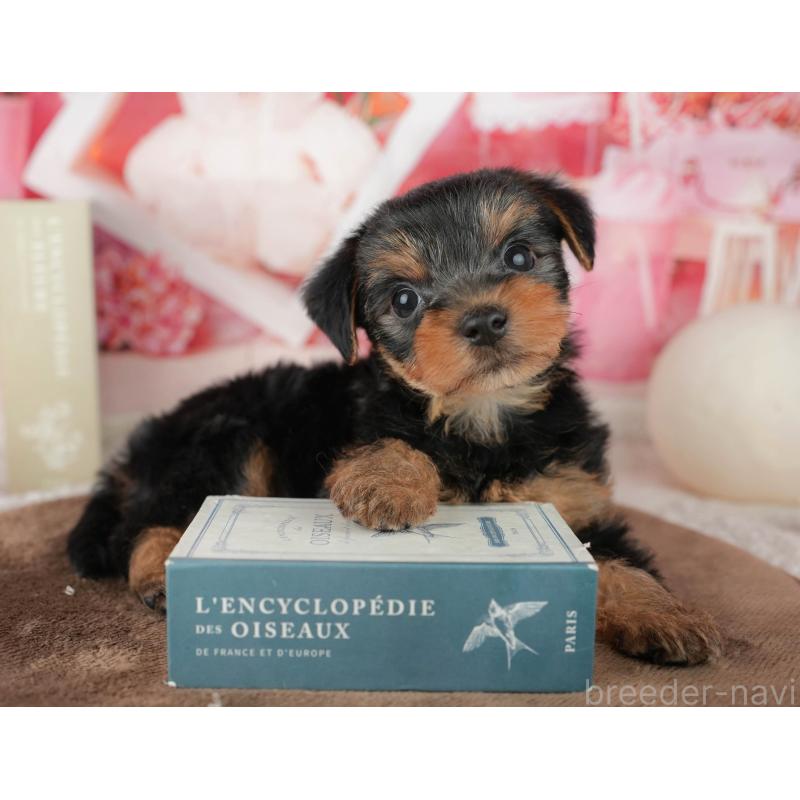 販売中の埼玉県のヨークシャーテリア-455619の11枚目