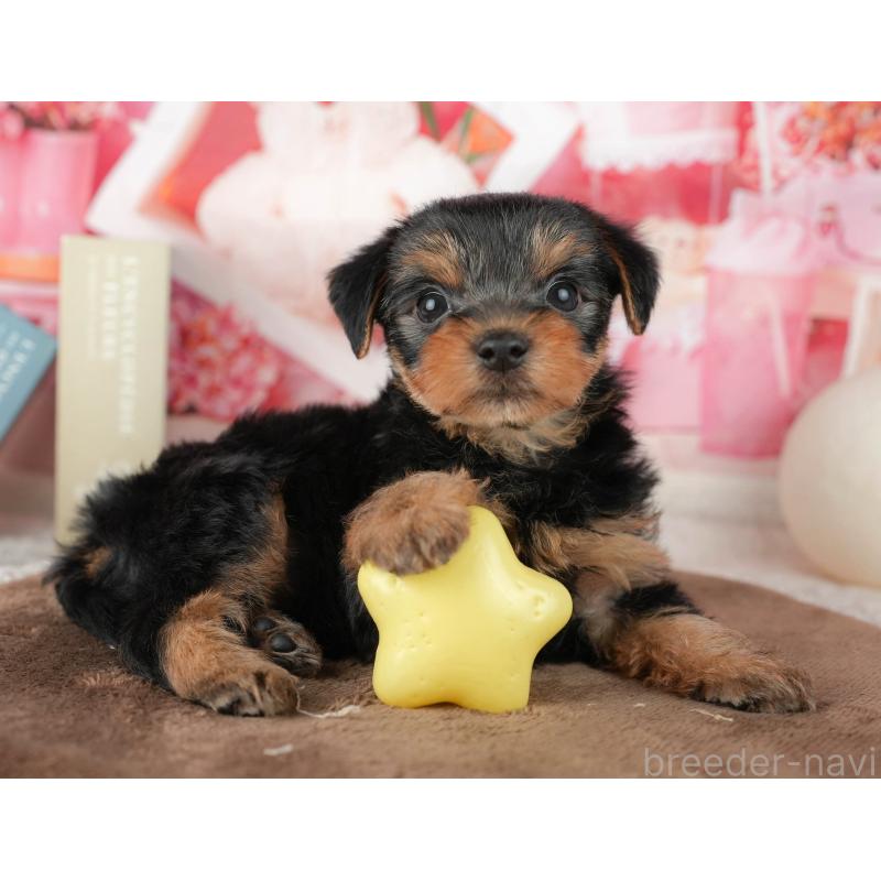 販売中の埼玉県のヨークシャーテリア-455619の10枚目