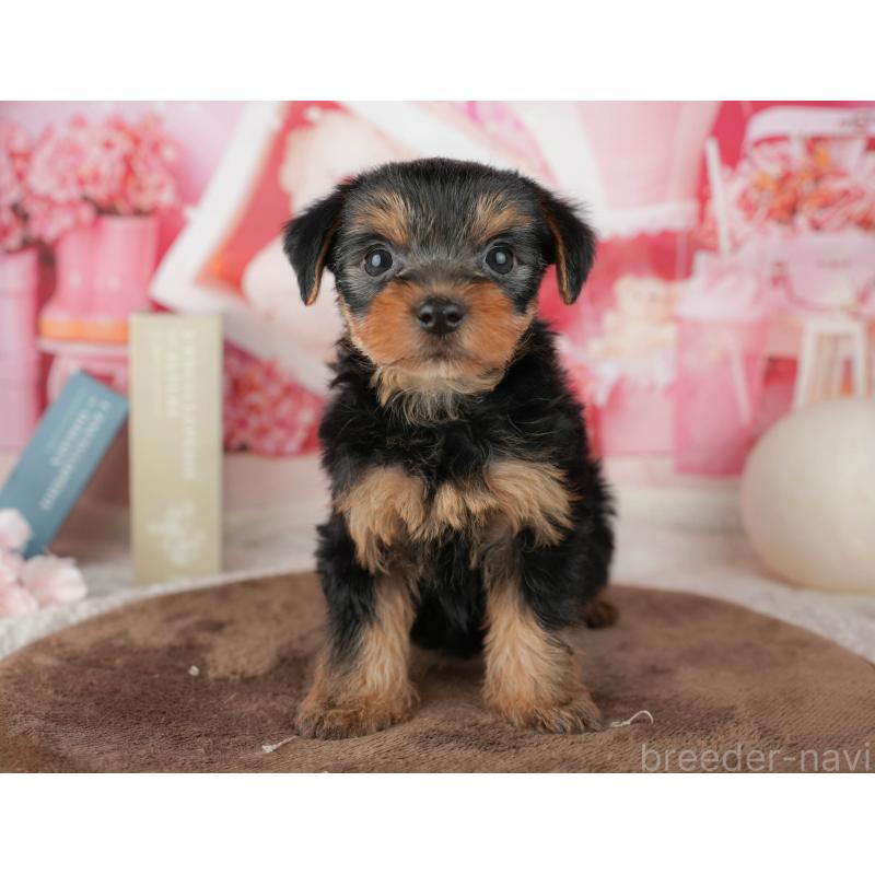 販売中の埼玉県のヨークシャーテリア-455619の9枚目