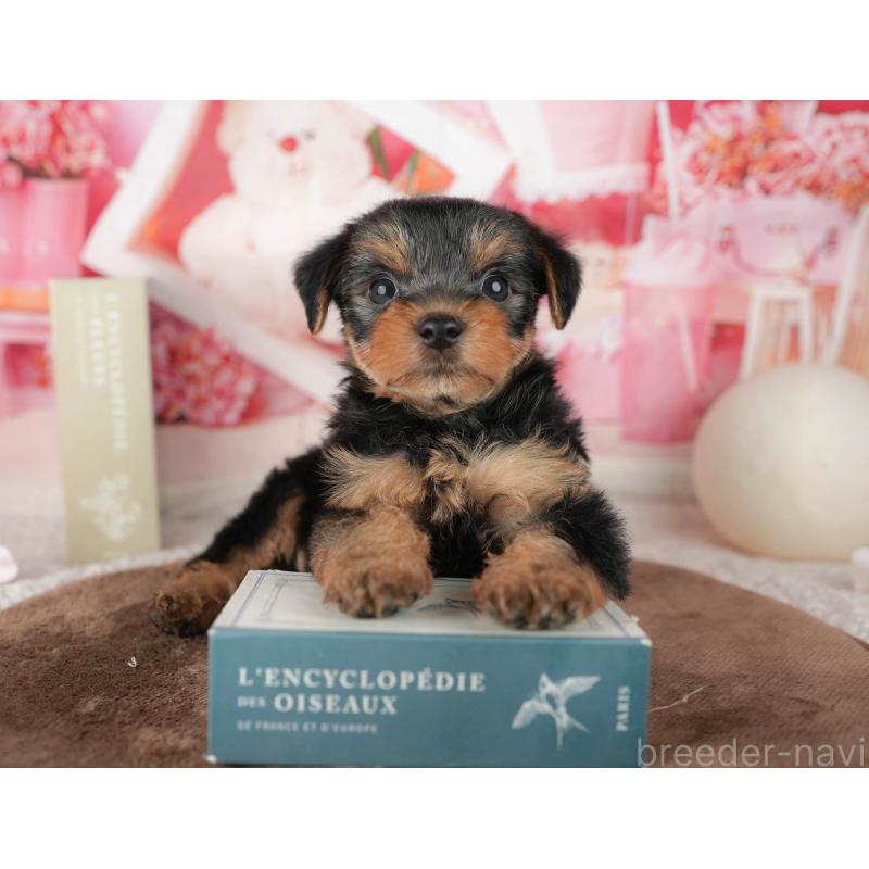 販売中の埼玉県のヨークシャーテリア-455619の8枚目