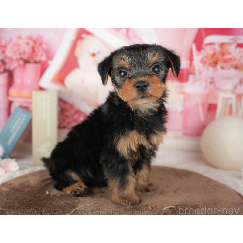 販売中の埼玉県のヨークシャーテリア-455619の7枚目