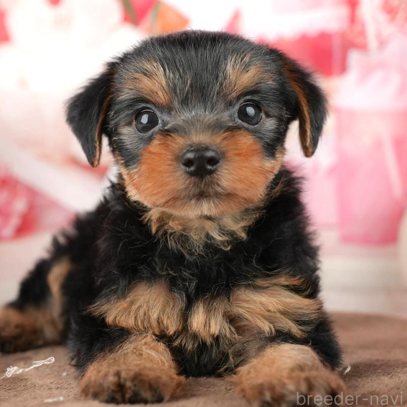 販売中の埼玉県のヨークシャーテリア-455619の6枚目