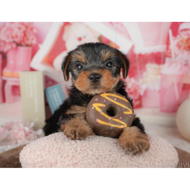 販売中の埼玉県のヨークシャーテリア-455619の4枚目