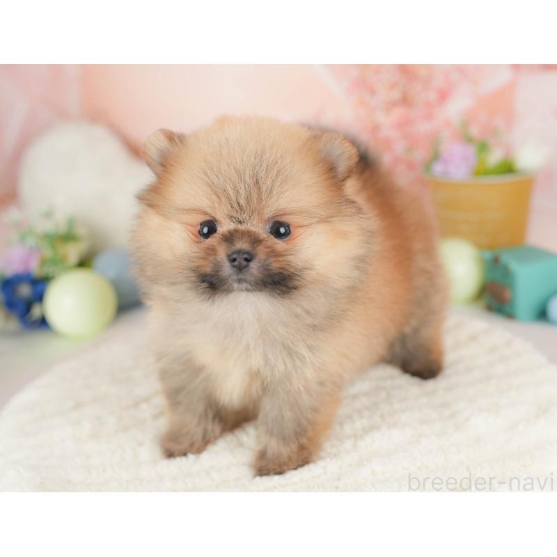 販売中の埼玉県のポメラニアン-455617の12枚目