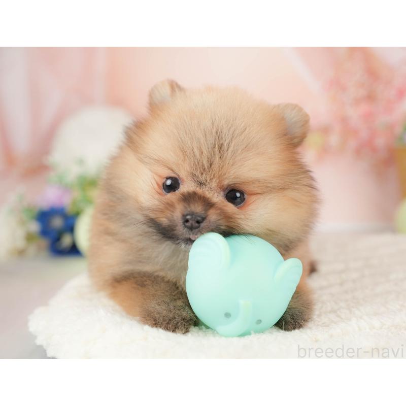 販売中の埼玉県のポメラニアン-455617の10枚目