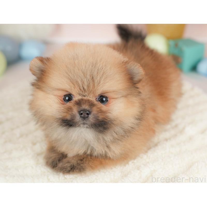販売中の埼玉県のポメラニアン-455617の8枚目