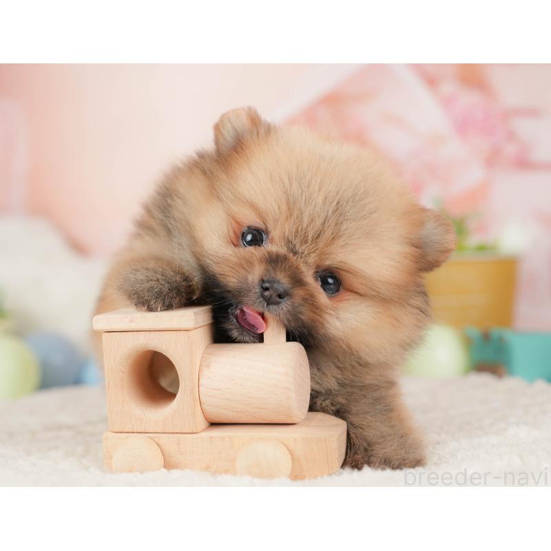 販売中の埼玉県のポメラニアン-455617の7枚目