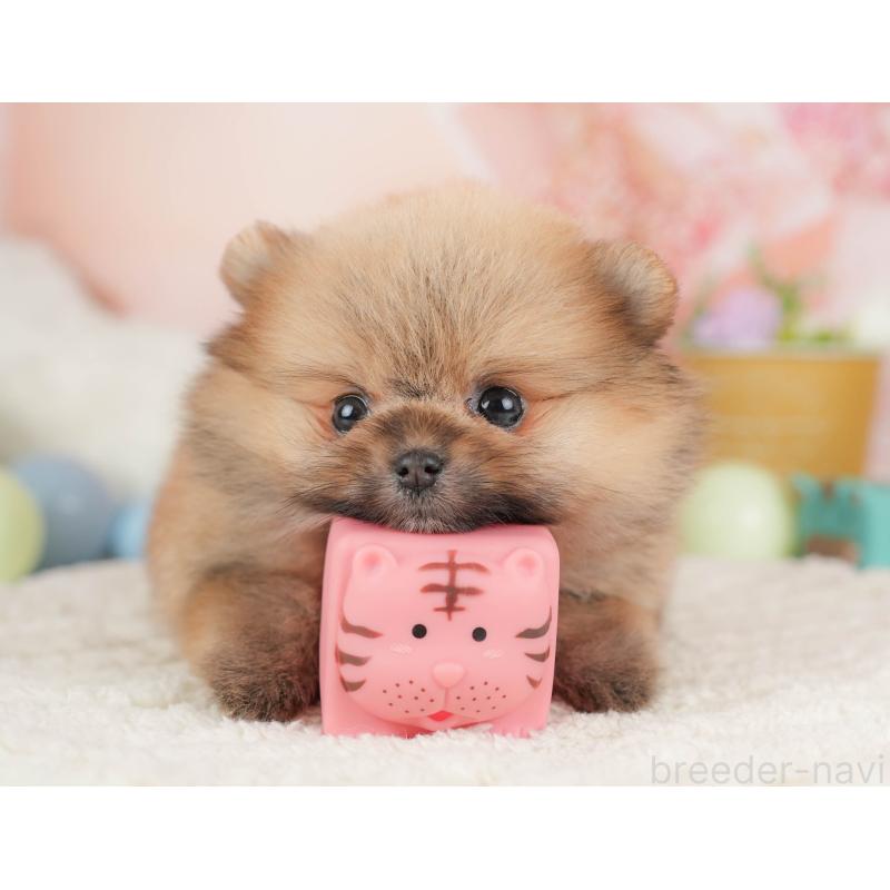 販売中の埼玉県のポメラニアン-455617の5枚目