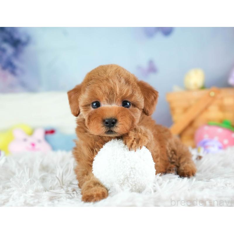 販売中の埼玉県のタイニープードル-455615の12枚目