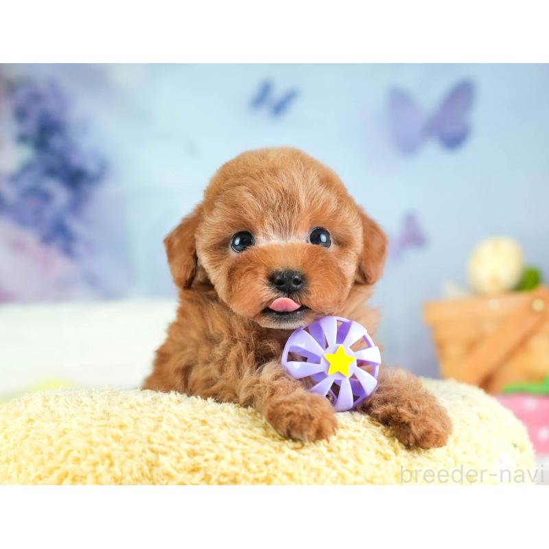 販売中の埼玉県のタイニープードル-455615の11枚目