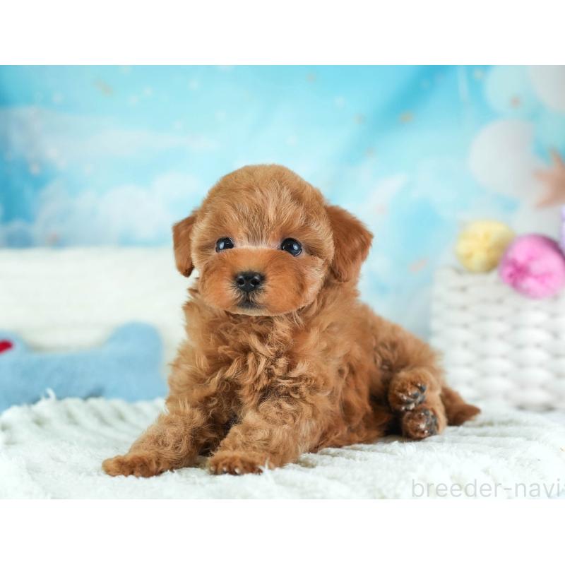 販売中の埼玉県のタイニープードル-455615の10枚目