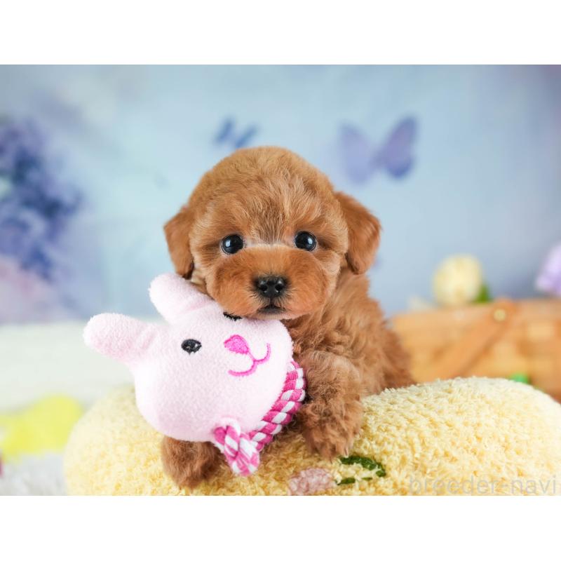 販売中の埼玉県のタイニープードル-455615の9枚目