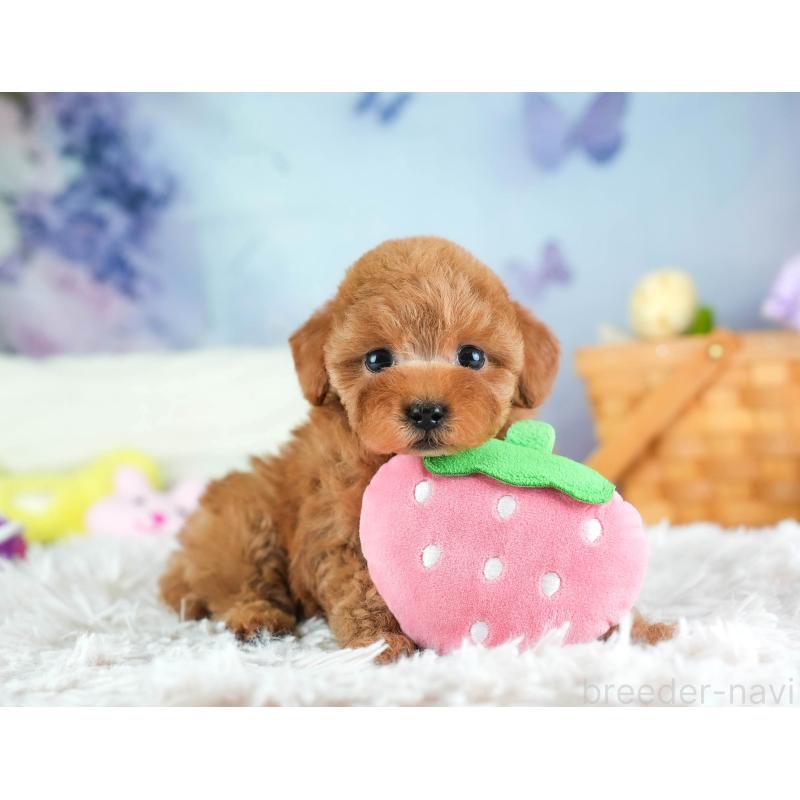 販売中の埼玉県のタイニープードル-455615の8枚目