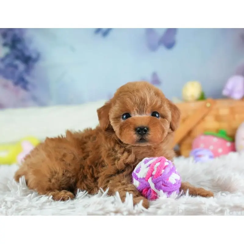 販売中の埼玉県のタイニープードル-455615の7枚目