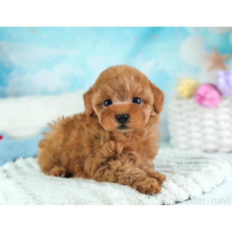 販売中の埼玉県のタイニープードル-455615の6枚目