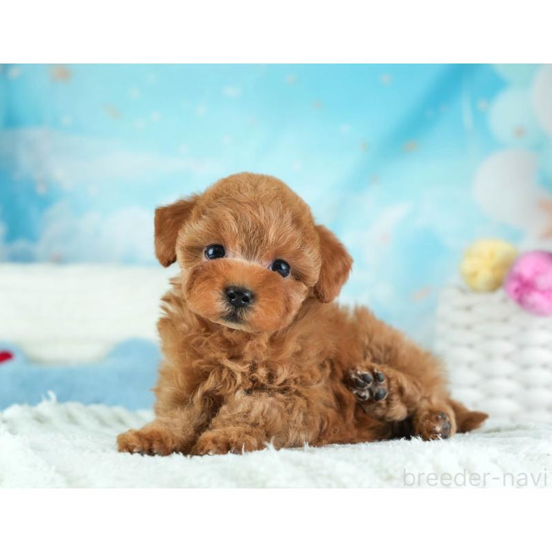 販売中の埼玉県のタイニープードル-455615の5枚目