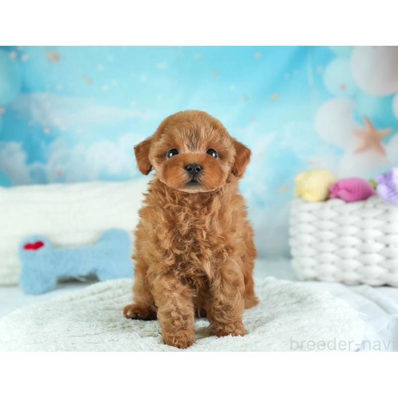 販売中の埼玉県のタイニープードル-455615の4枚目