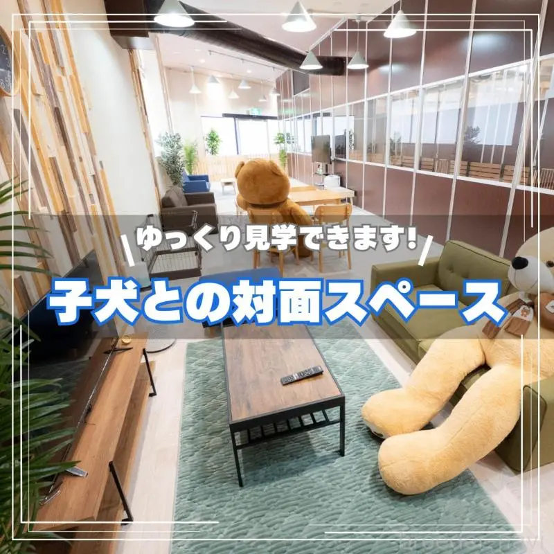 販売中の埼玉県のトイプードル-455599の18枚目