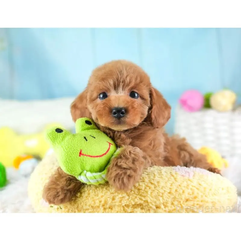 販売中の埼玉県のトイプードル-455599の12枚目