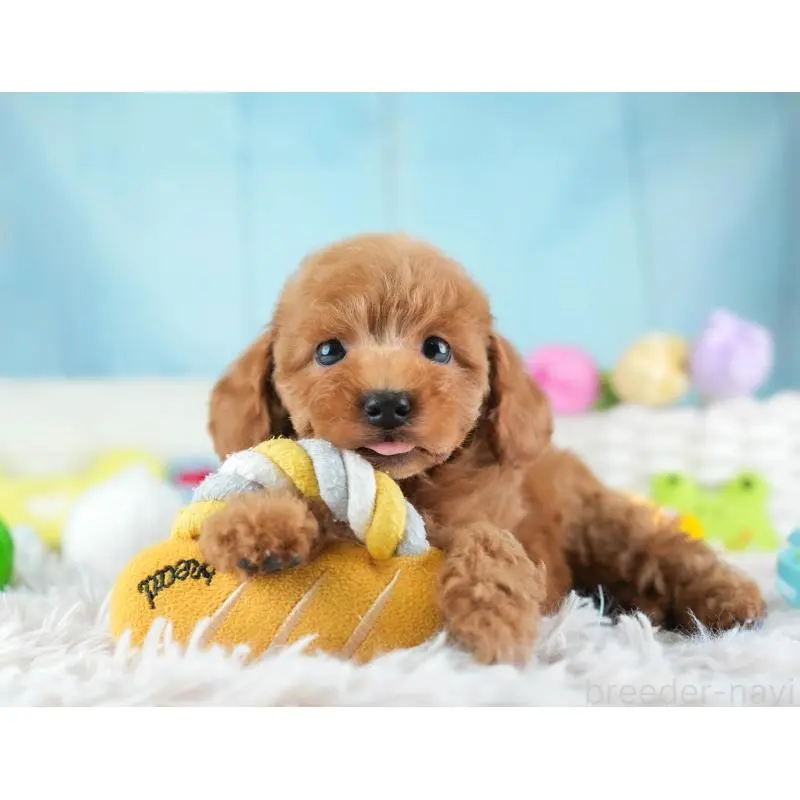 販売中の埼玉県のトイプードル-455599の10枚目