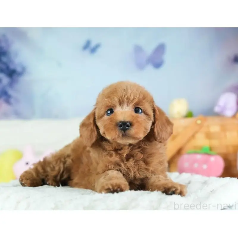 販売中の埼玉県のトイプードル-455599の9枚目