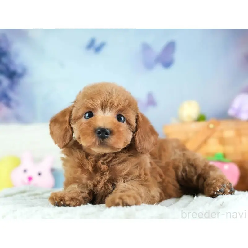 販売中の埼玉県のトイプードル-455599の8枚目