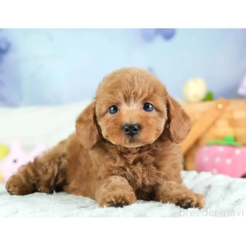 販売中の埼玉県のトイプードル-455599の7枚目