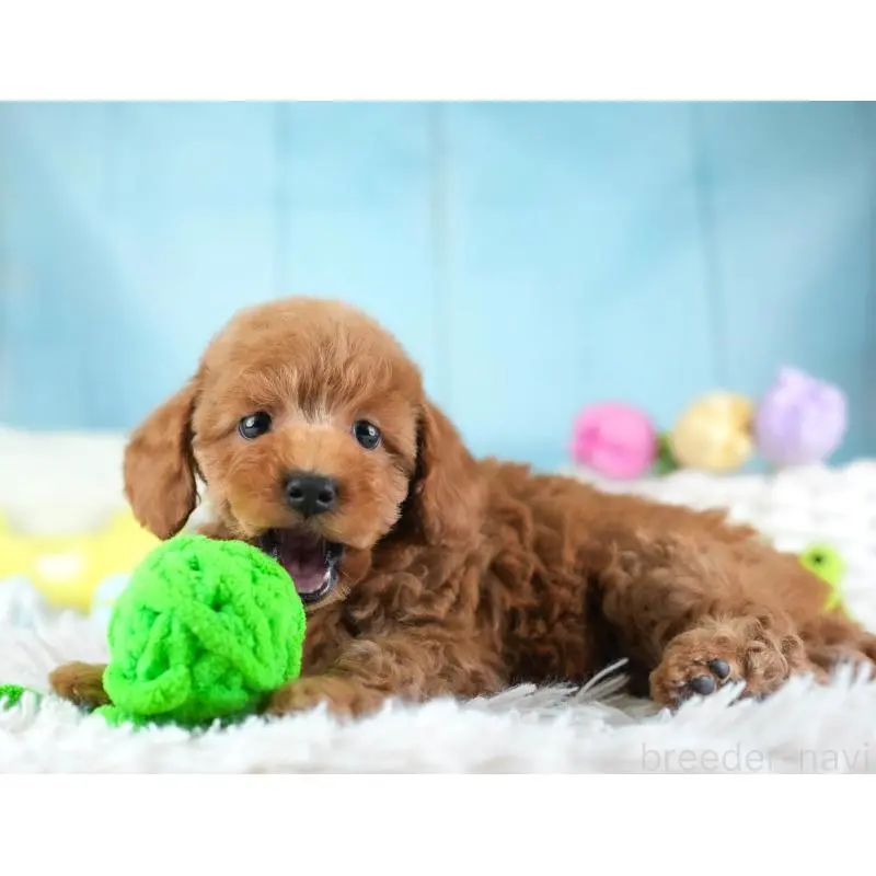 販売中の埼玉県のトイプードル-455599の6枚目