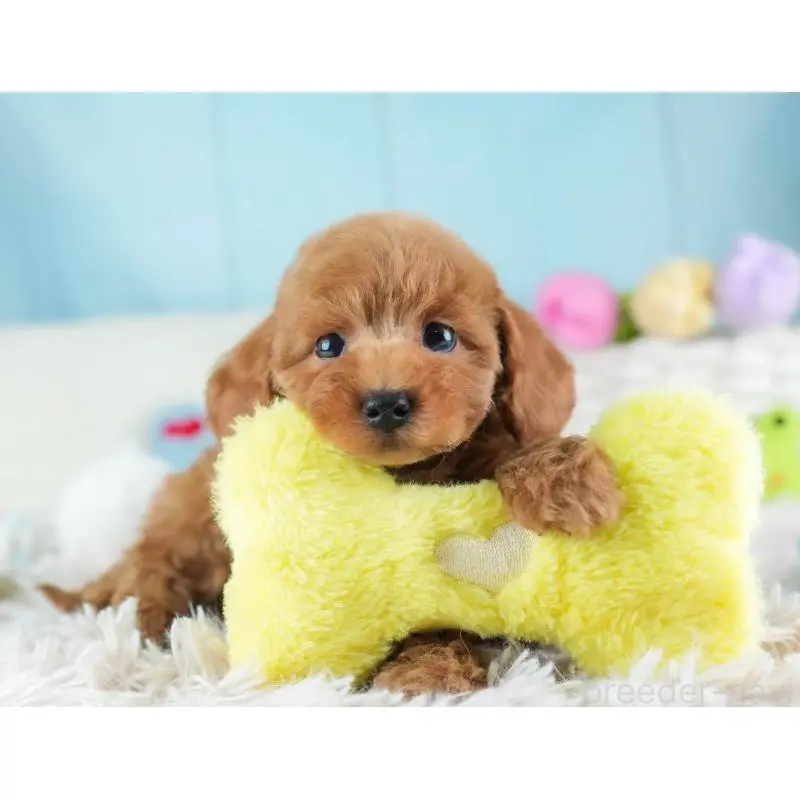 販売中の埼玉県のトイプードル-455599の5枚目