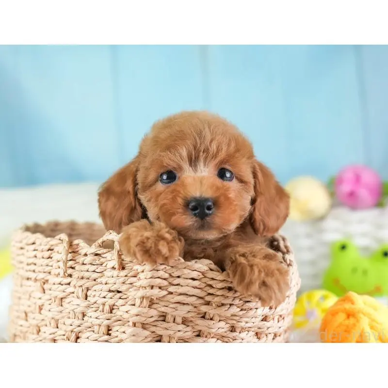 販売中の埼玉県のトイプードル-455599の4枚目