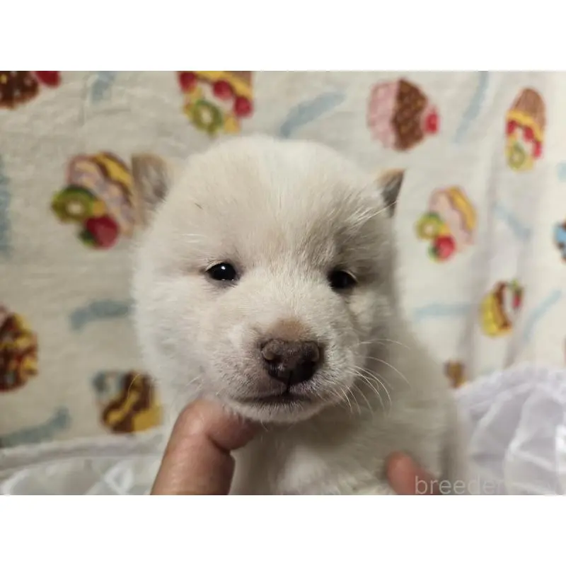 販売中の香川県の豆柴-455486の11枚目