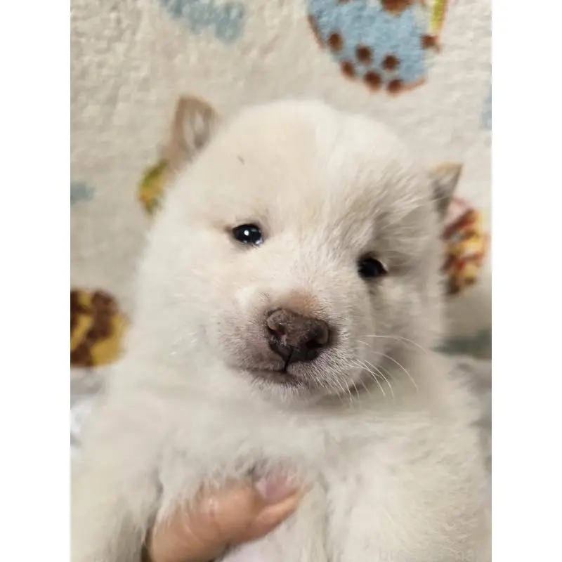 販売中の香川県の豆柴-455486の9枚目