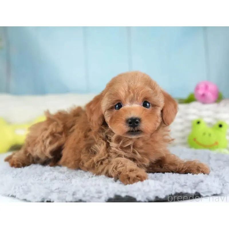 販売中の埼玉県のトイプードル-455598の12枚目