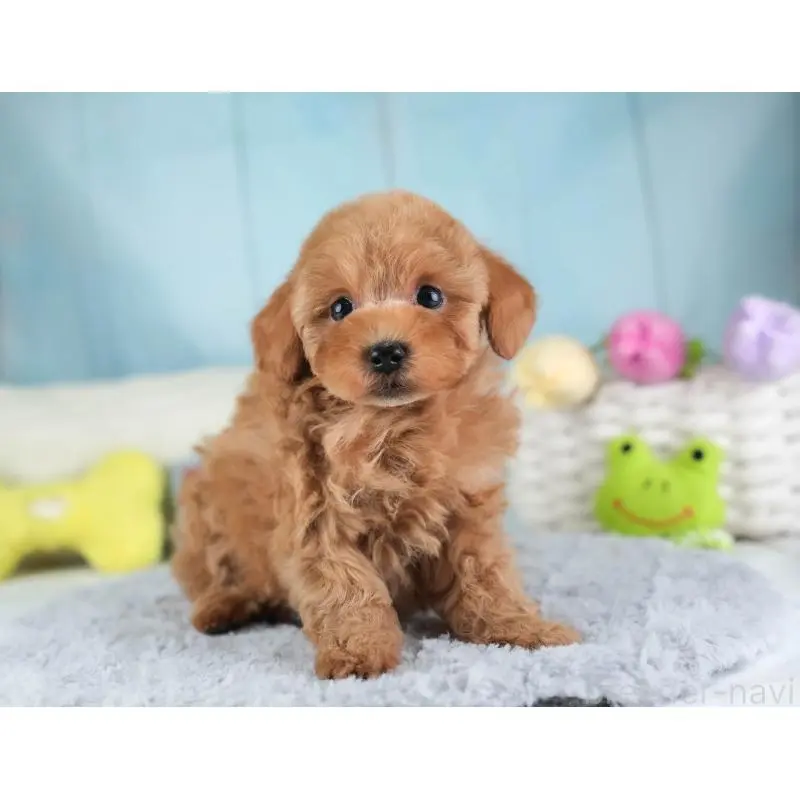 販売中の埼玉県のトイプードル-455598の11枚目