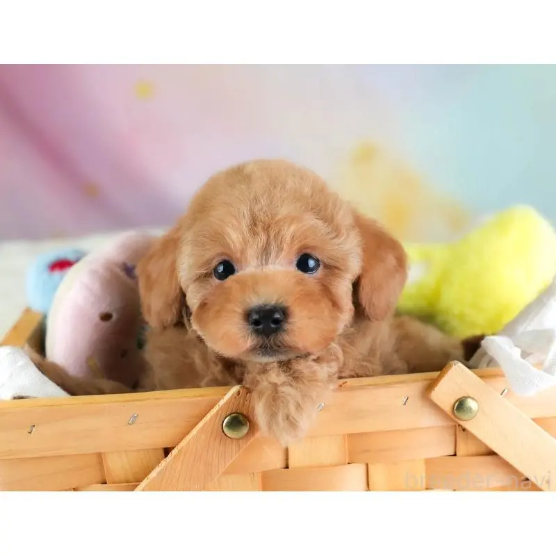 販売中の埼玉県のトイプードル-455598の10枚目