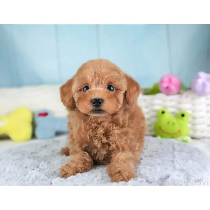 販売中の埼玉県のトイプードル-455598の9枚目