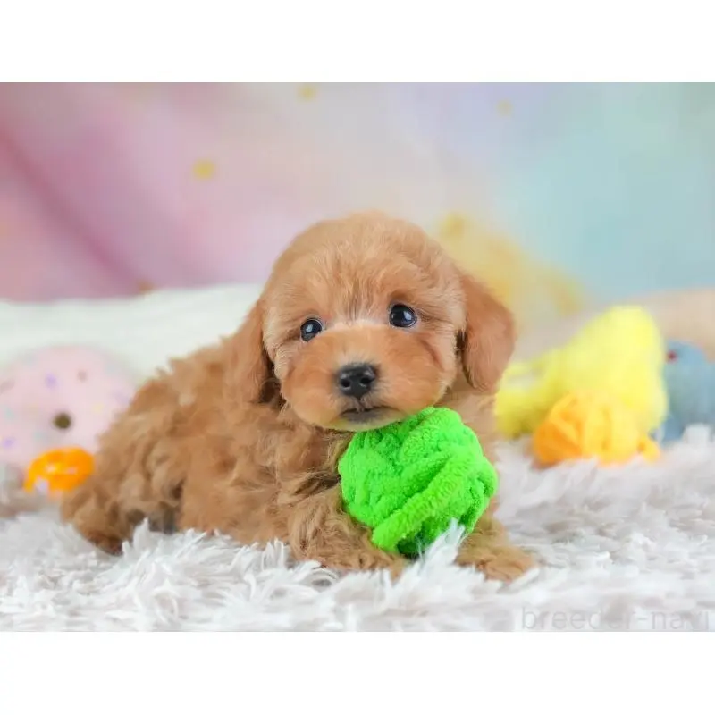 販売中の埼玉県のトイプードル-455598の8枚目