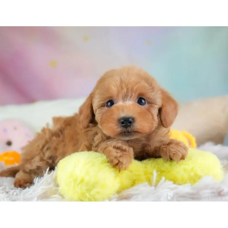 販売中の埼玉県のトイプードル-455598の7枚目