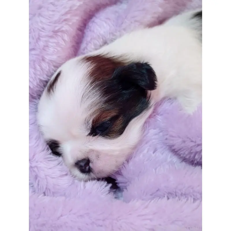 販売中の長野県のシーズー-455488の4枚目