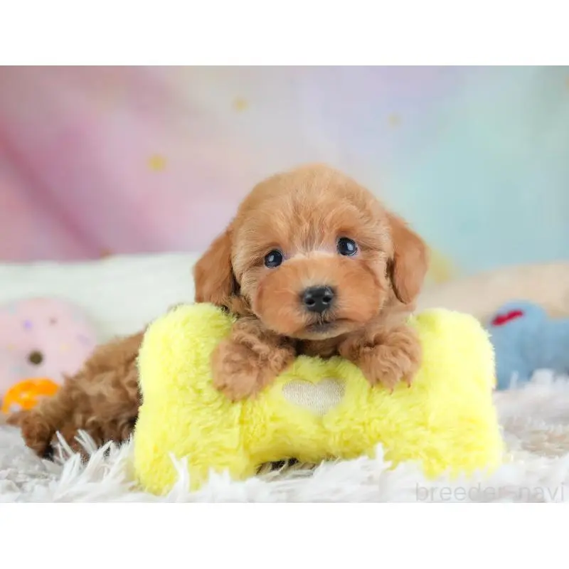 販売中の埼玉県のトイプードル-455598の5枚目