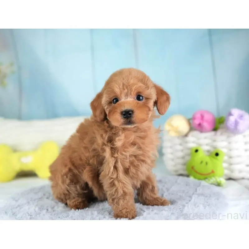 販売中の埼玉県のトイプードル-455598の4枚目