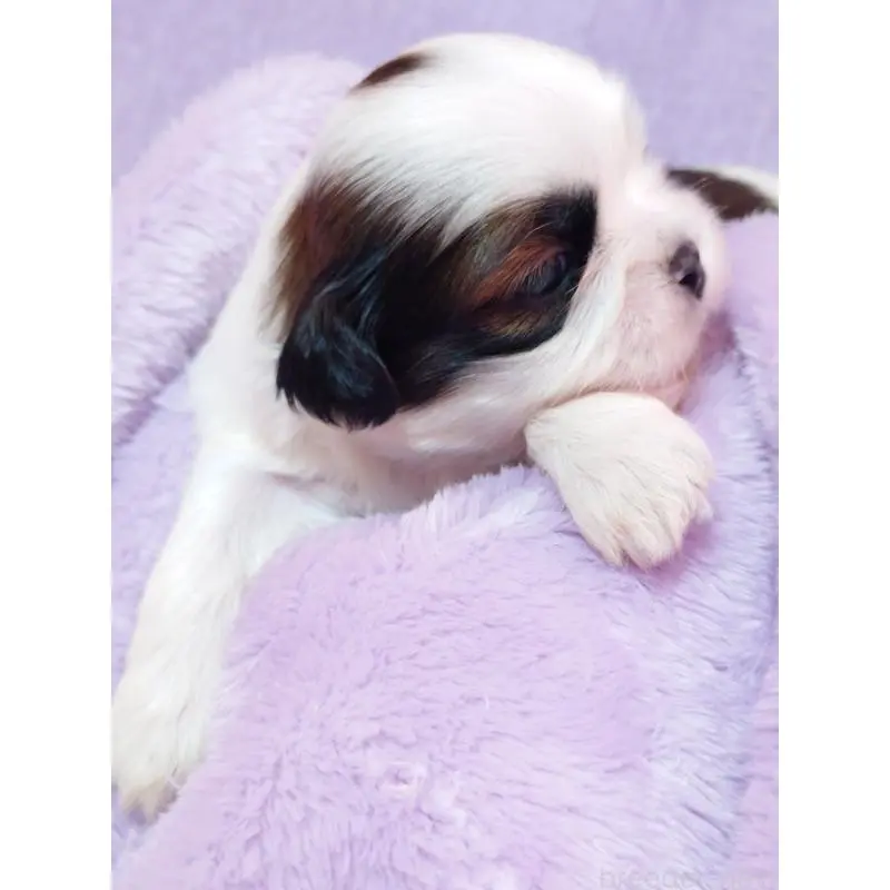 販売中の長野県のシーズー-455488の3枚目