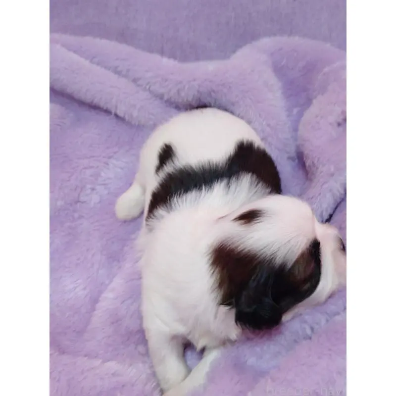 販売中の長野県のシーズー-455488の2枚目