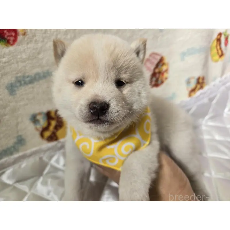 販売中の香川県の豆柴-455489の7枚目